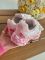 P-6000 Rideliner Pink 37