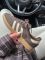 Samba Og W Brown 39