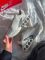Air Max Dn White/Grey 37