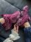 9060 Burgundy 36