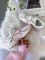 V5 RNR  Beige/Pink 36