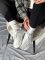 M2K Tekno White 37