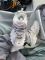 Balenciaga Track Trail Laces WMNS White 36